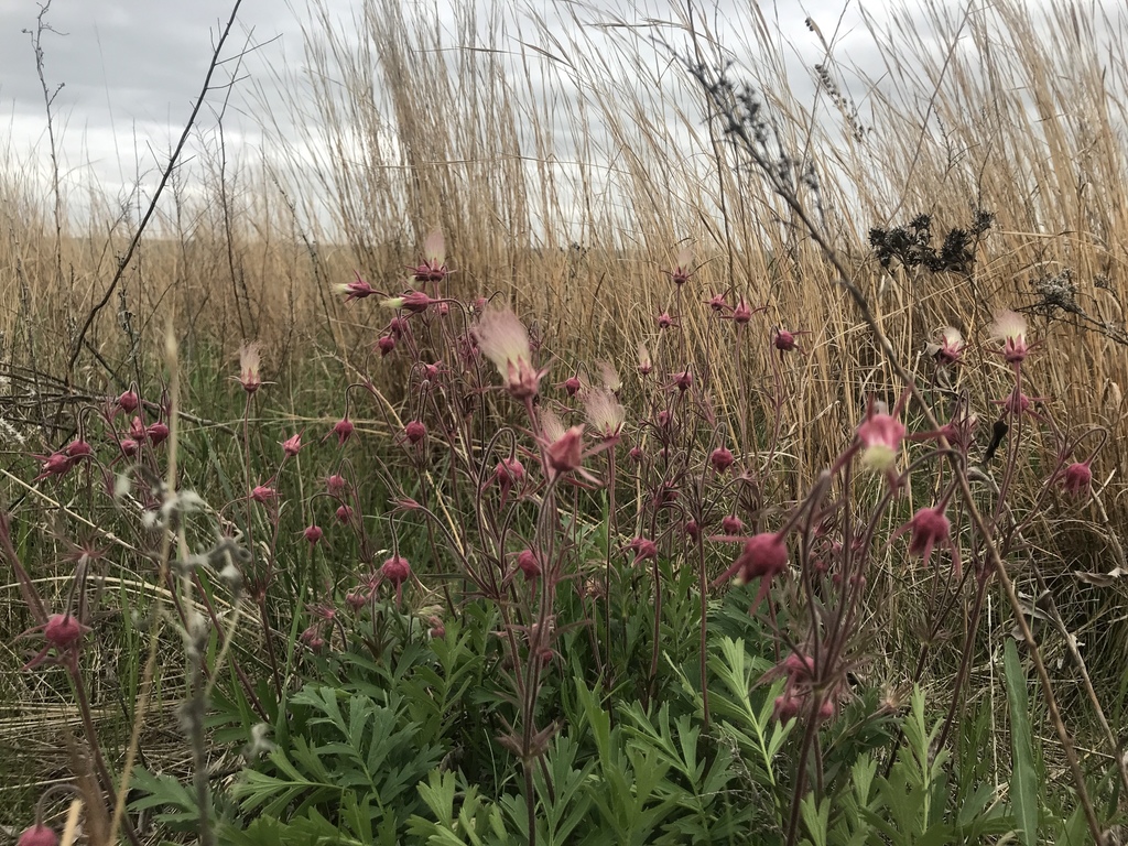 Prairie smok amid grassland vegetation. The plant has pink flowers and its seeds resemble plumes of smoke.