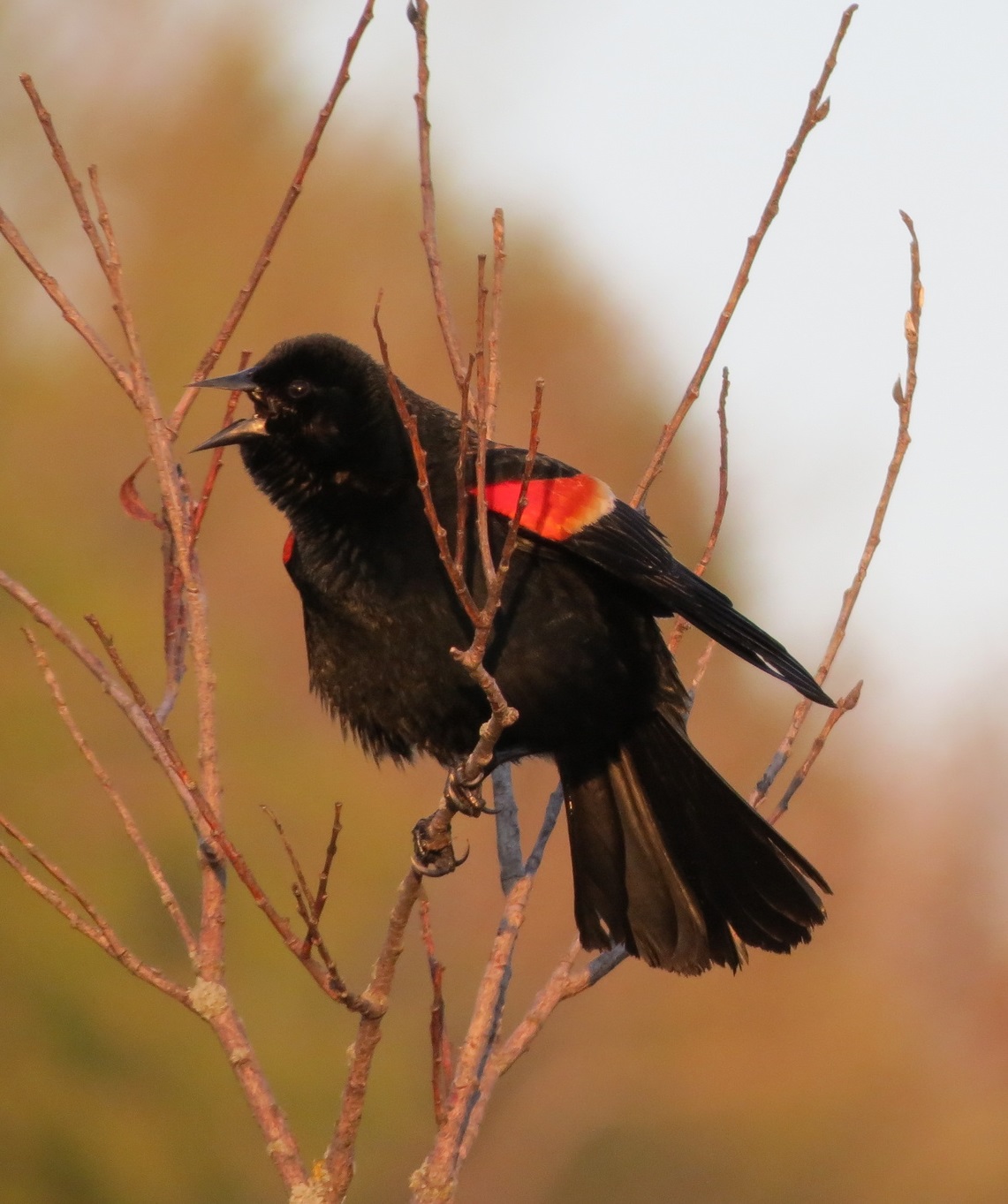 Male red-winged blackbird with its bill open, perched and signing. Its body is dark black and its shoulder has a patch of brilliant red.