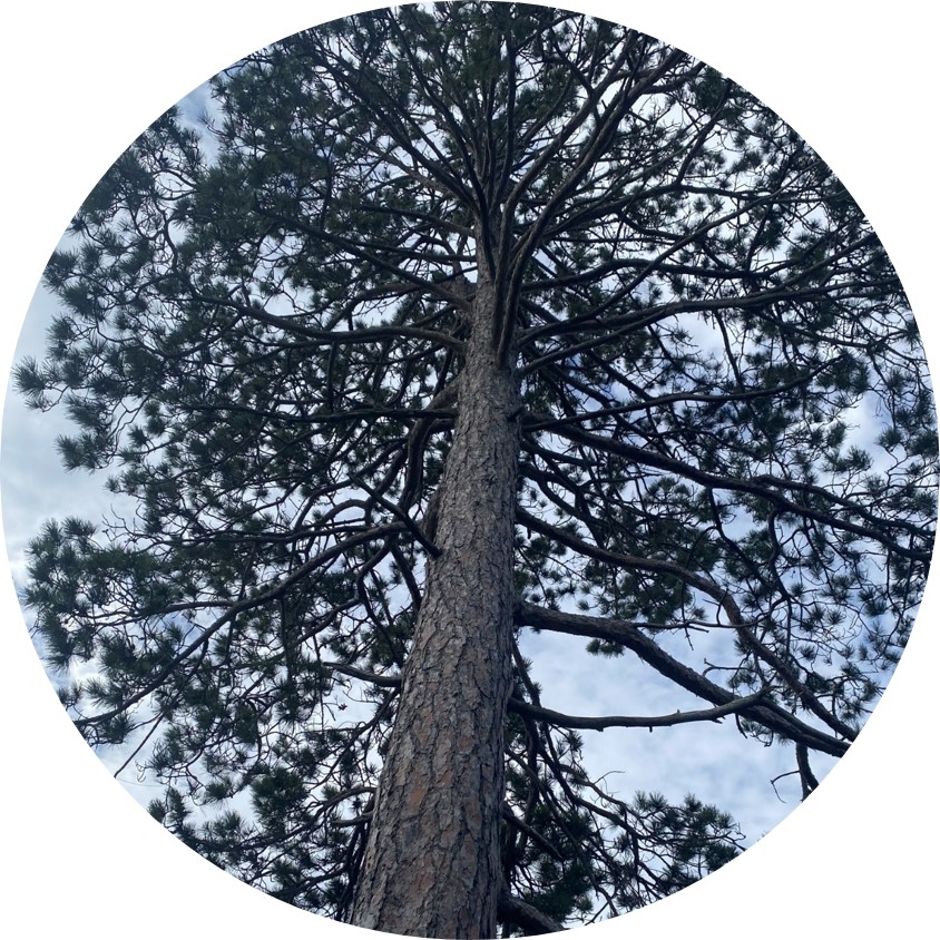 View looking up at a red pine tree against the sky. The trunk is tall and straight and the branches have clusters of needles.