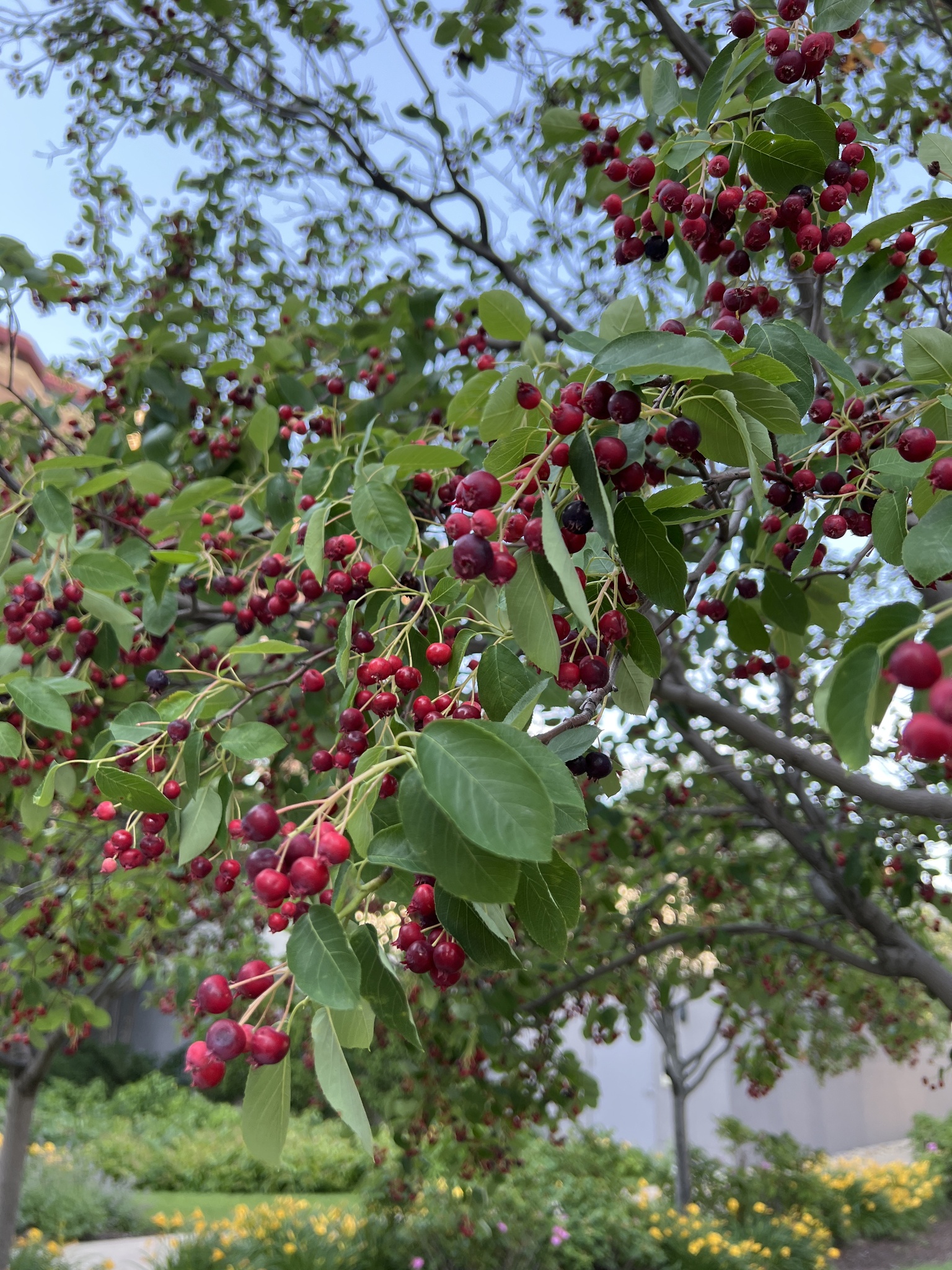 Serviceberry tree in a landscaped setting with lots of red and magenta fruit.