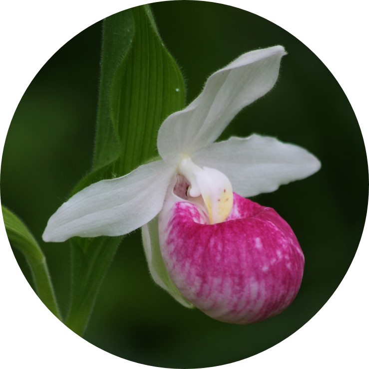 Close-up of the showy lady's slipper flower. Three white, oval-shaped petals extend up and to the sides. The lower half of the bloom is a slipper shaped pink pouch.