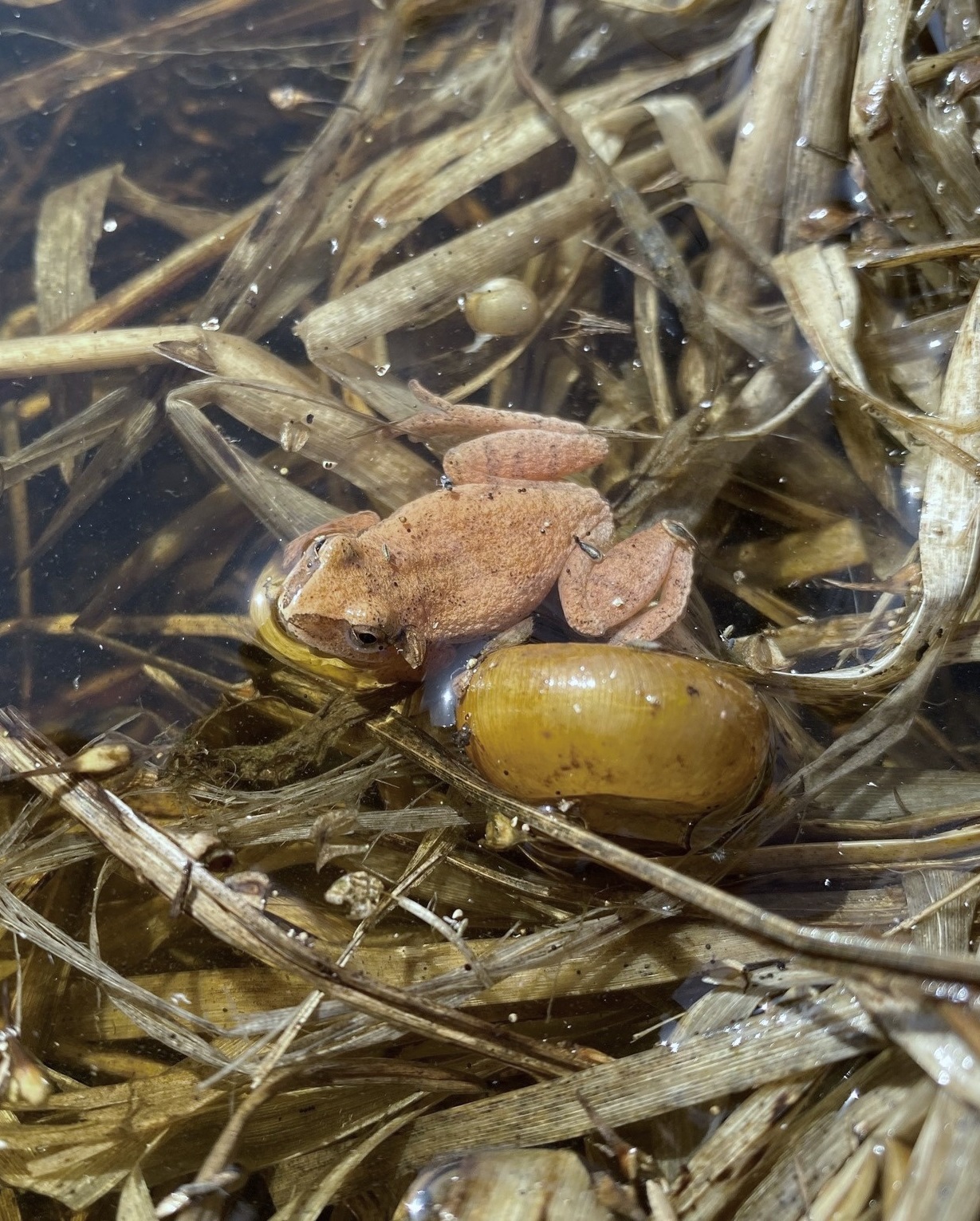 The spring peeper is small, brown, and sitting in shallow water. Directly next to it is a snail shell which is not much smaller than the frog.