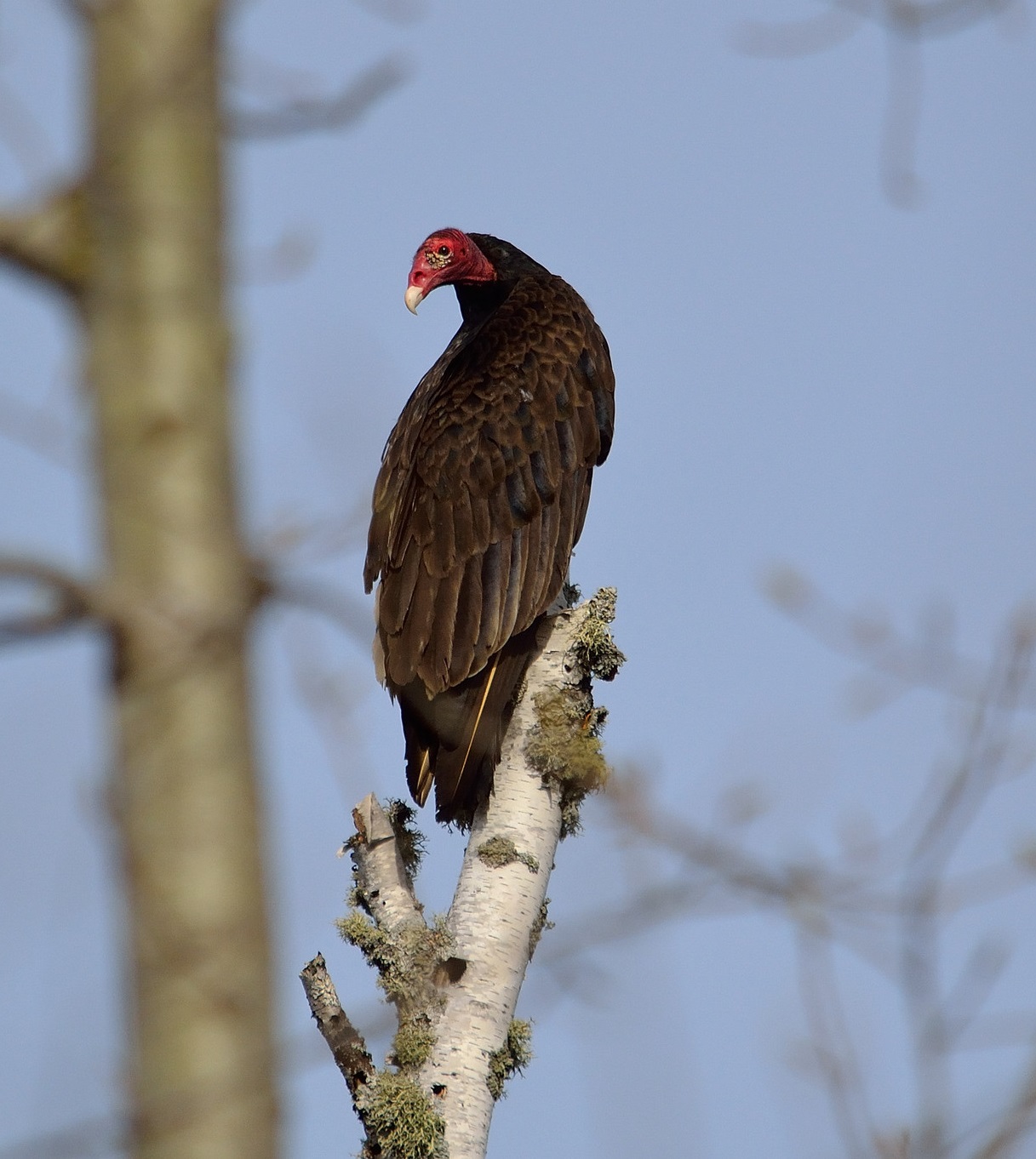 A turkey vulture is perched on a tree snag. It has a red featherless head and its large body is covered in black feathers that shine in the sunlight.