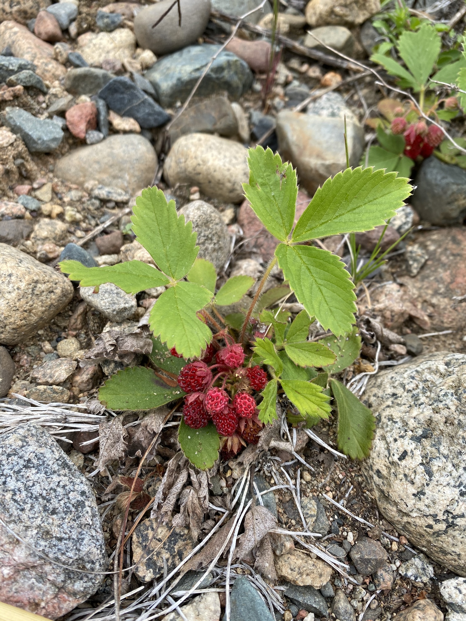 This strawberry plant grows on rocky soil and has a cluster of about nine ripe, red strawberries.