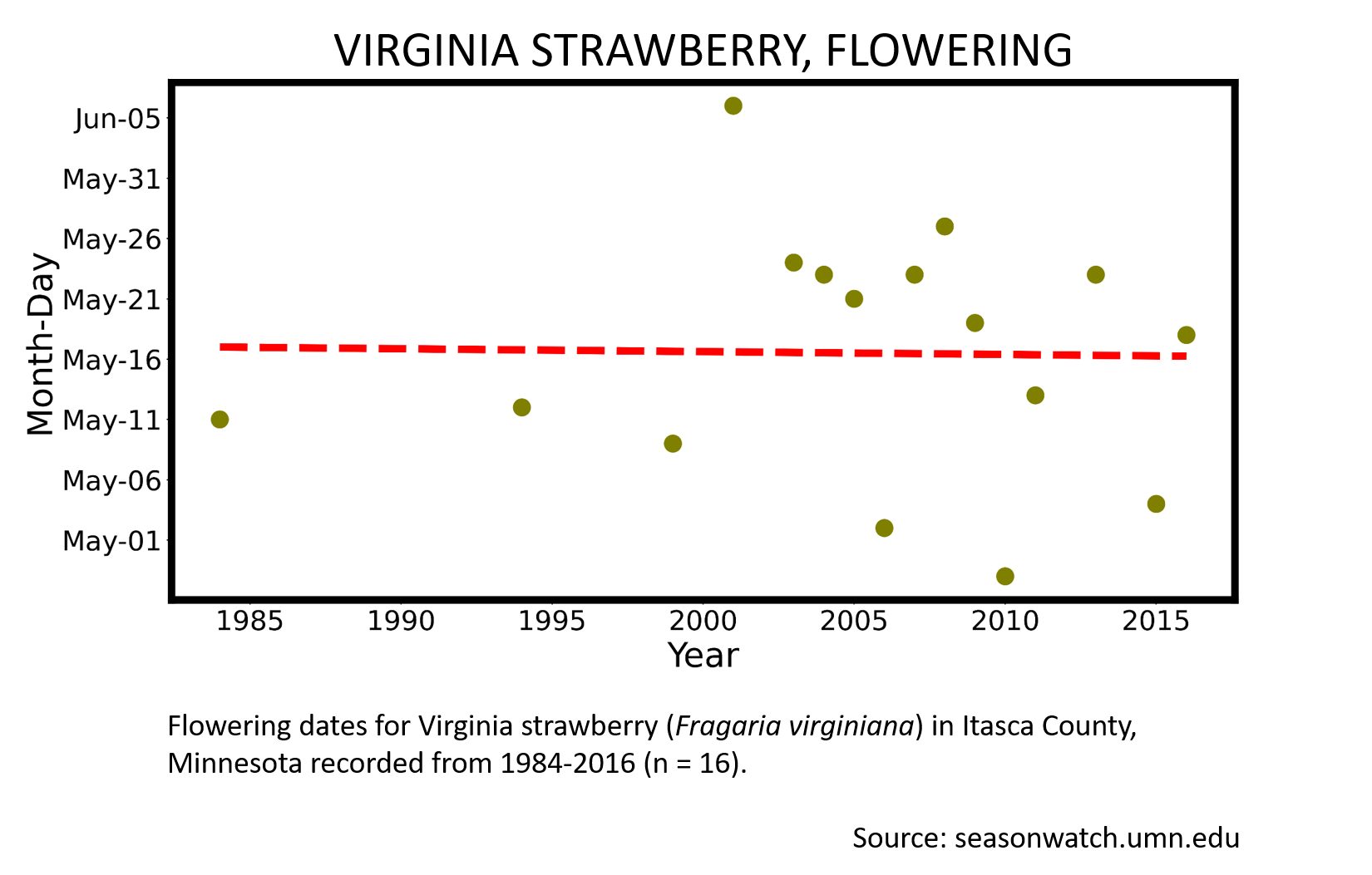Scatterplot showing Virginia strawberry phenology observations in Itasca County, Minnesota