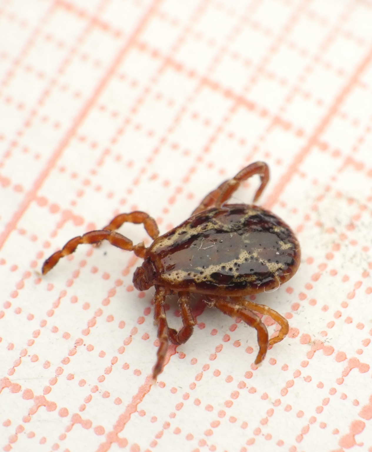 Close-up photo of a wood tick. It is brown and dark-red with tan markings. It has a small head, a glossy back and eight segmented legs