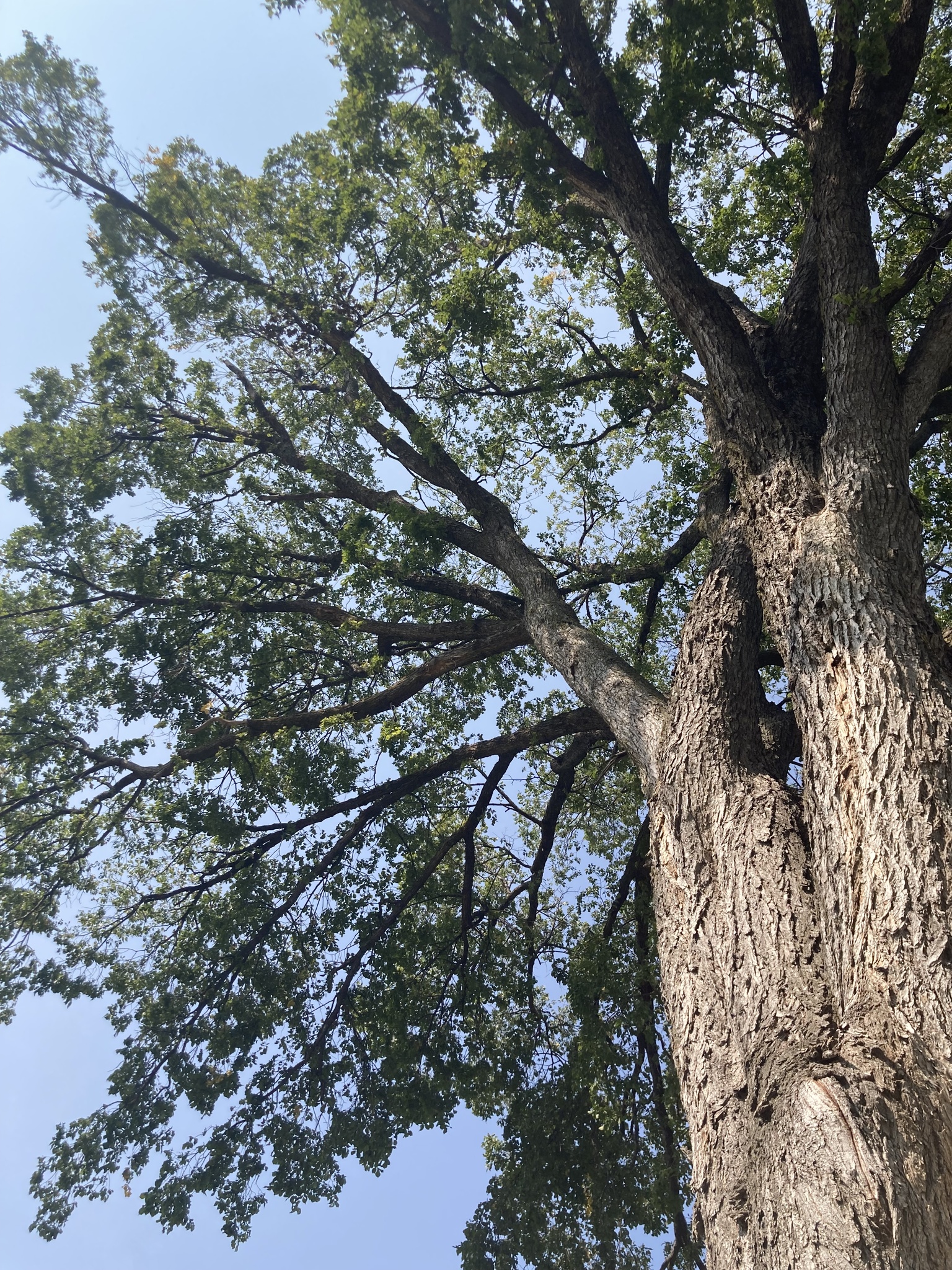 This large elm towers above the viewer and its great canopy contrasts against a blue sky.