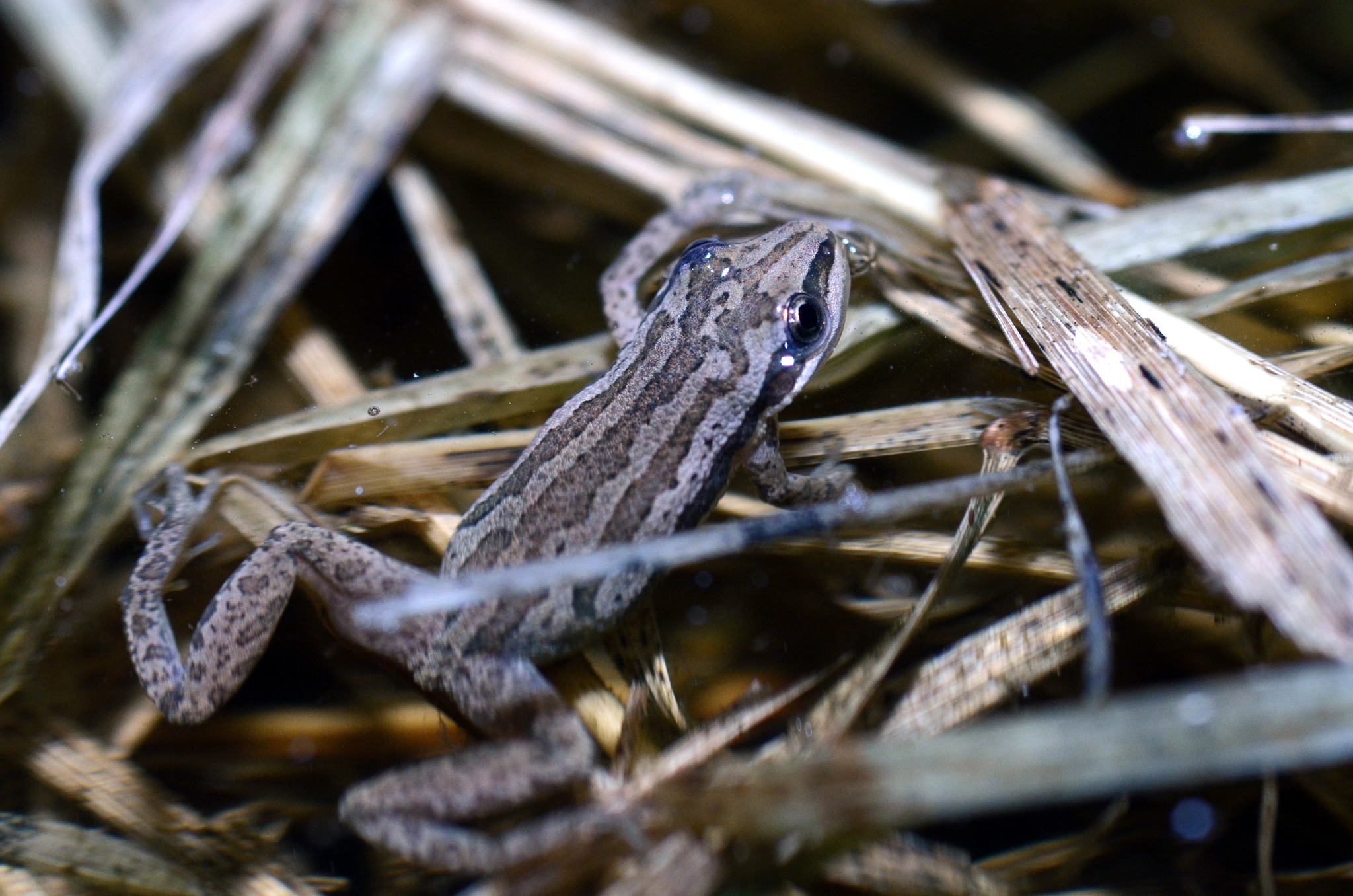A boreal chorus frog with its head above water, resting on partially submerged vegetation.