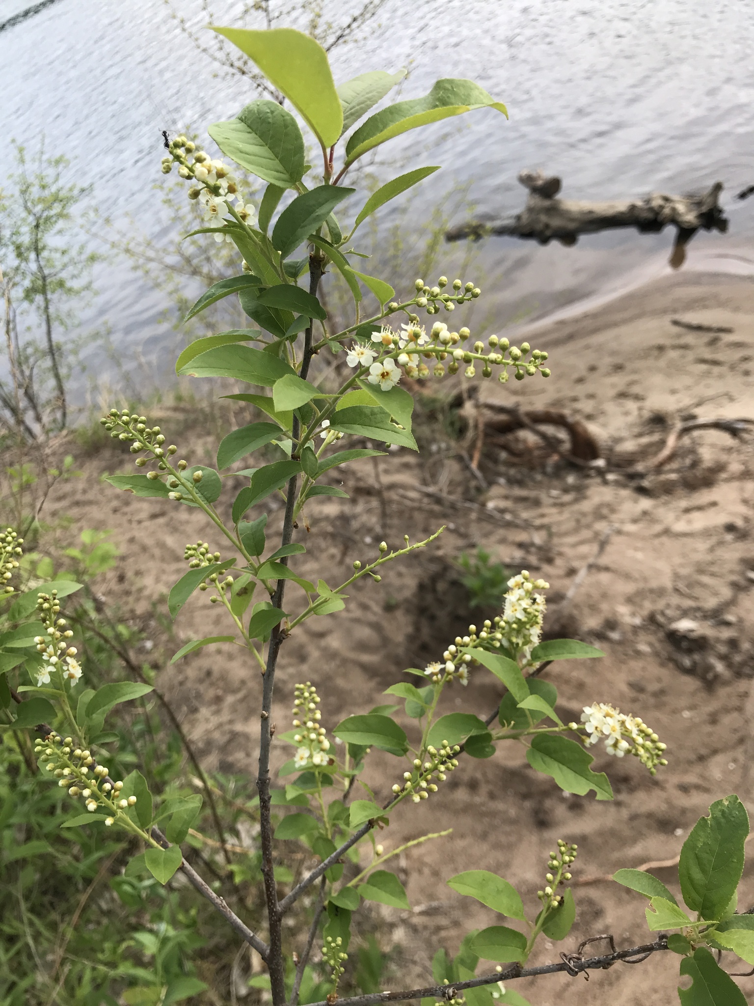 This flowering chokecherry grows near water. The creamy white flowers are about the size of a fingernail and they grow in clusters about the size of a thumb or pinky finger.