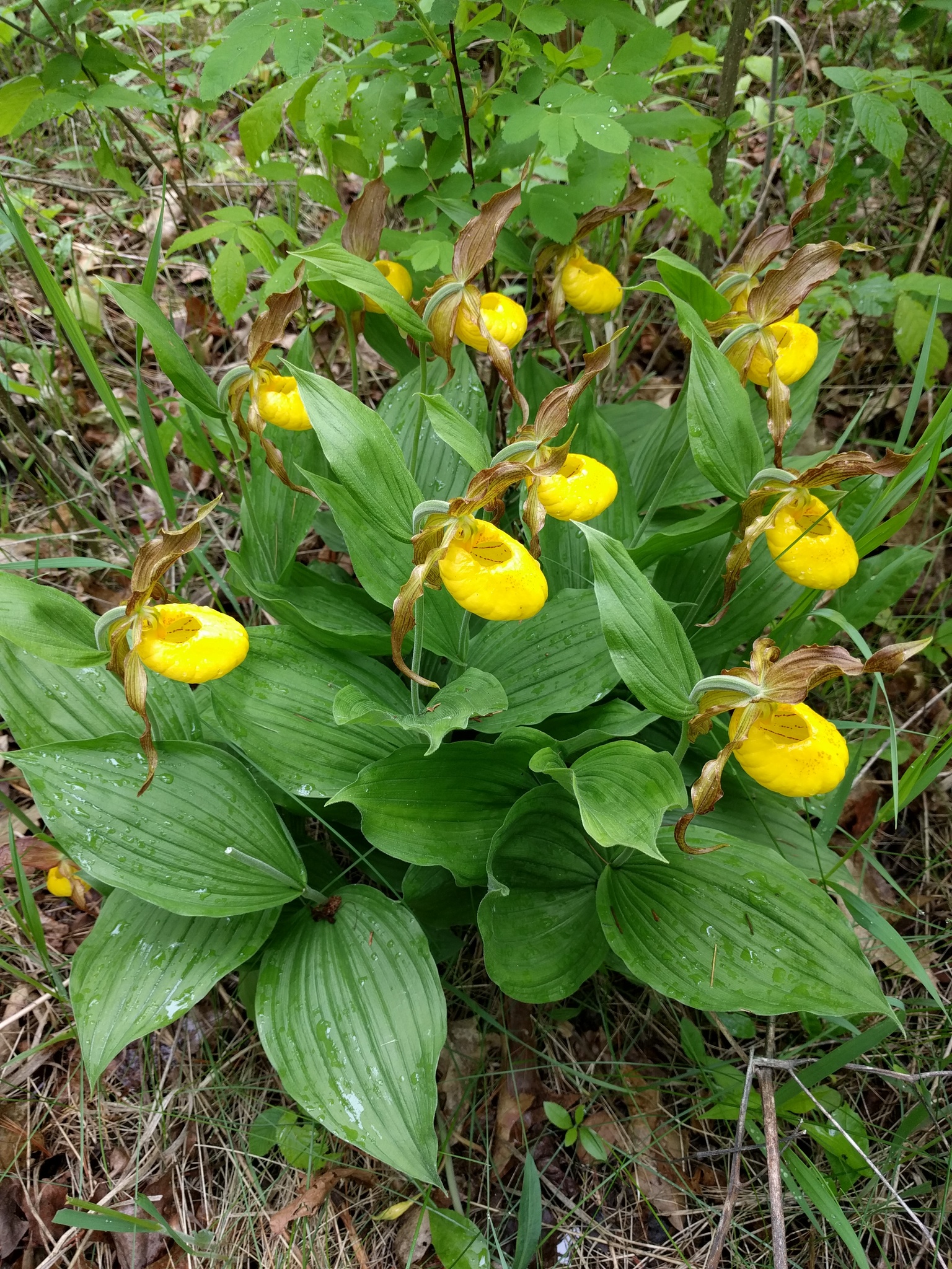About ten bright yellow, slipper-shaped flowers are seen here on the forest floor.