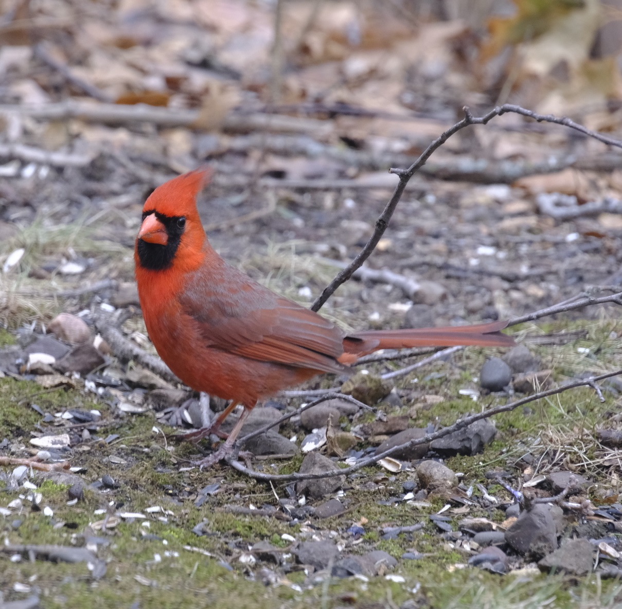 A male northern cardinal is on the ground, looking the direction of the camera. It is bright red with a black mask around its eyes and bill, a pointy crest, and a long tail.