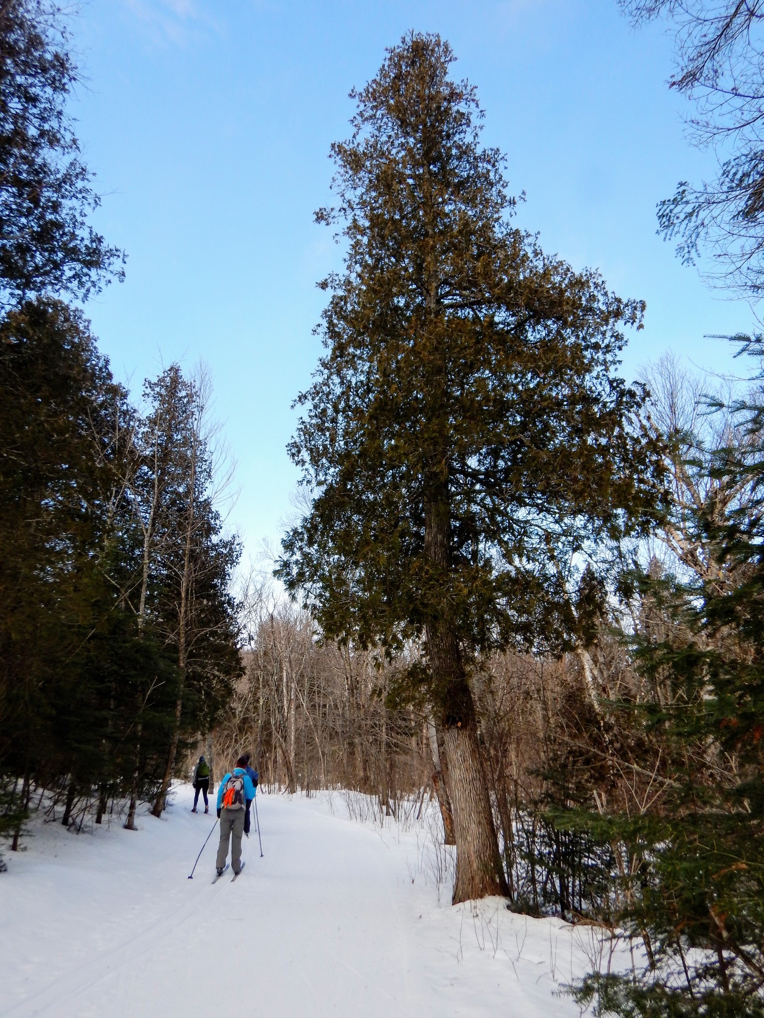 A white cedar tree in this image is over twenty feet tall, growing at the side of a skiiing trail.