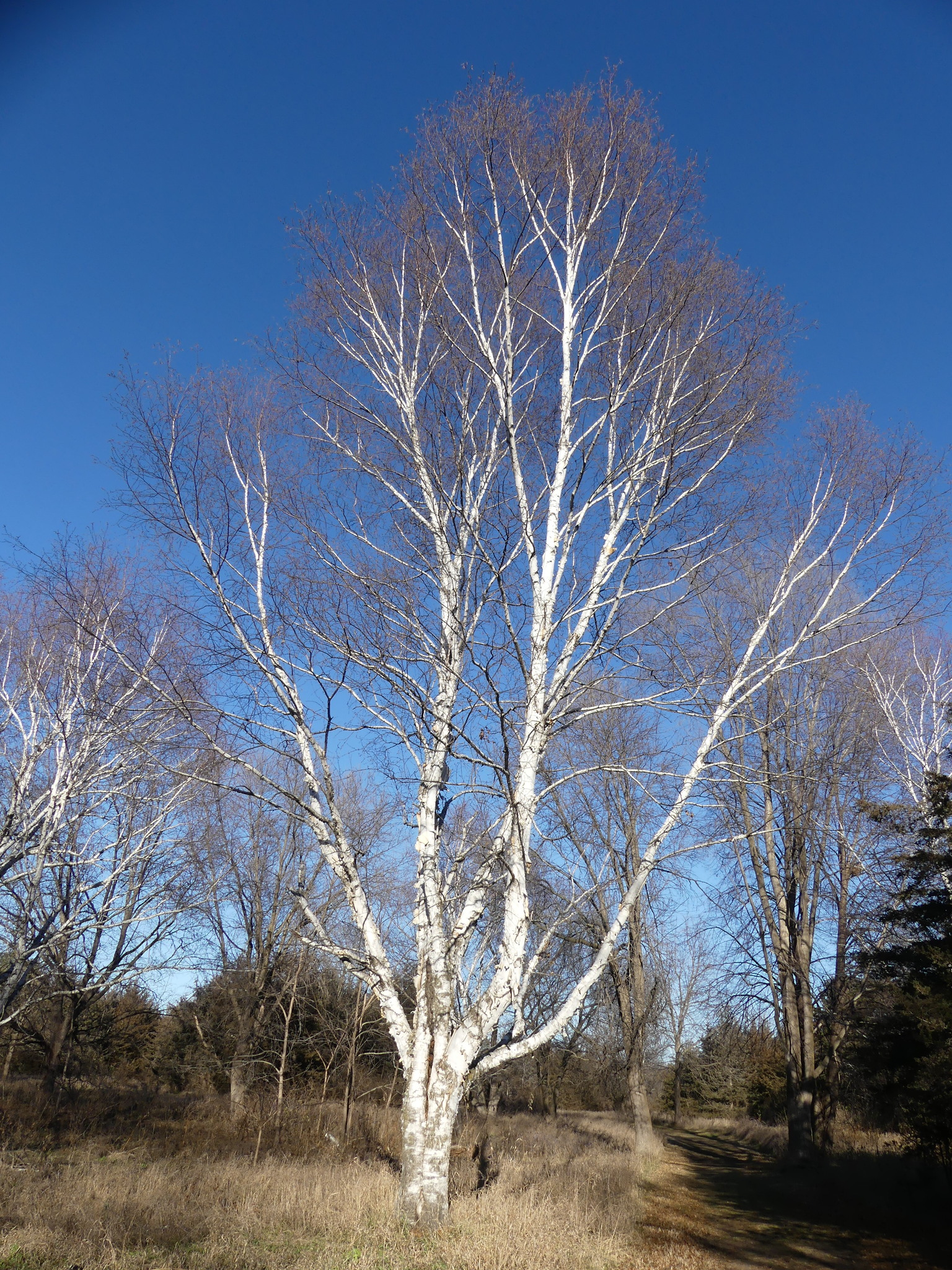 A large paper birch in a partly open woodland. Its leafless white trunk and branches are sunlit in this early winter scene.