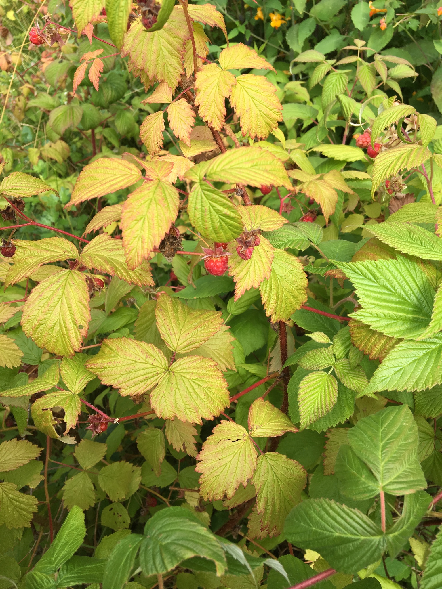 Taken in August, this photo of a raspberry plant has red berries and yellowing leaves.