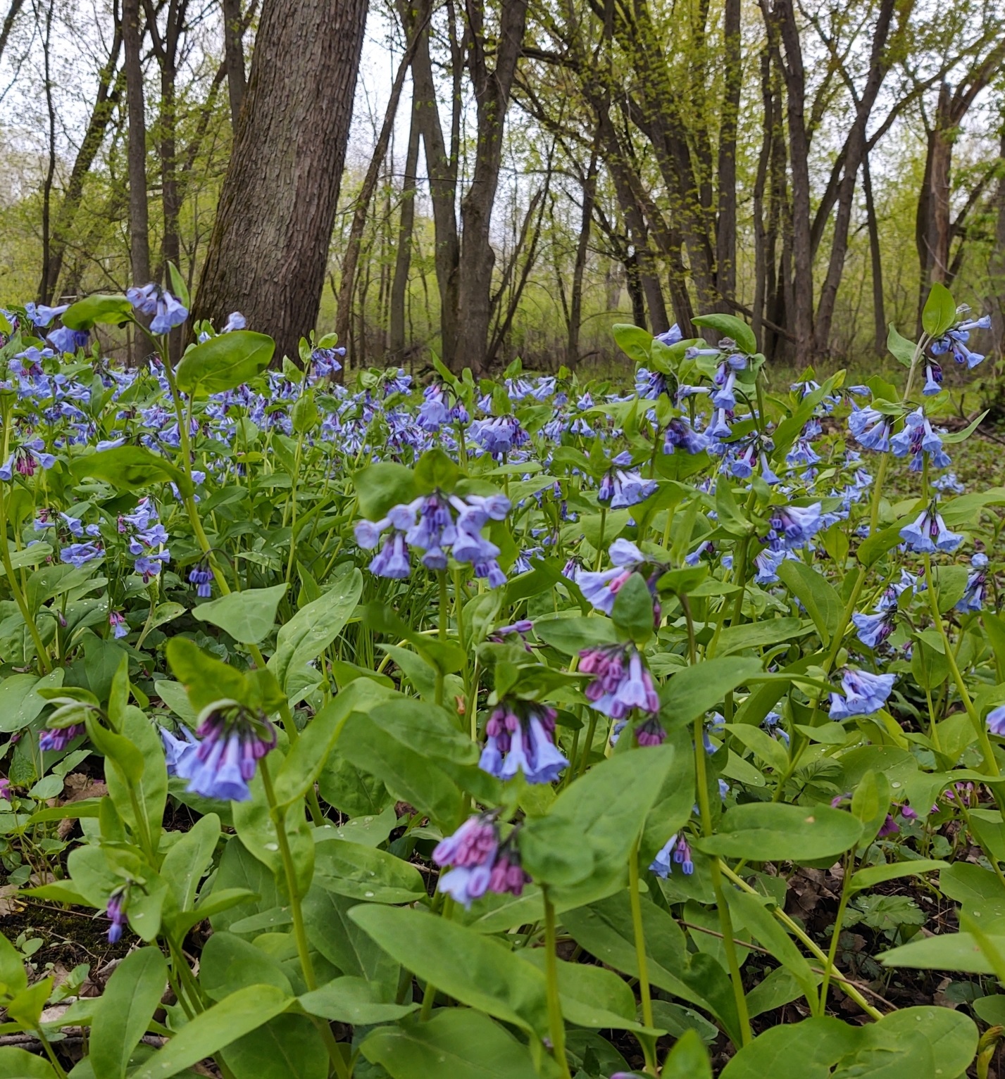 Forest floor covered with Virginia bluebells. The small, nodding, trumpet-shaped flowers are violet-blue.