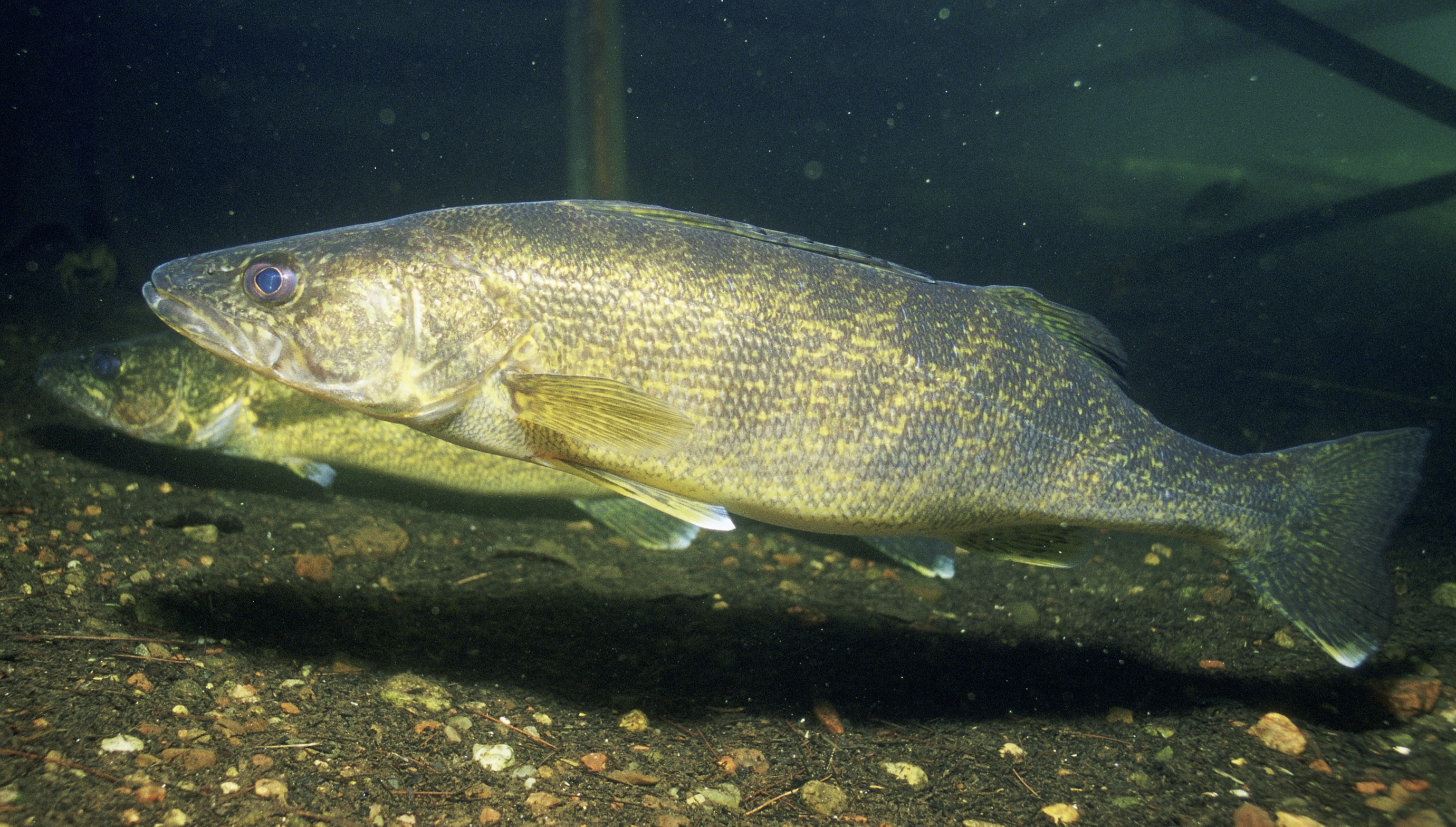Two walleye fish above a pebbly ground. Their bodies are mottled black and yellowish brown. Their tail and pectoral fins have white tips.