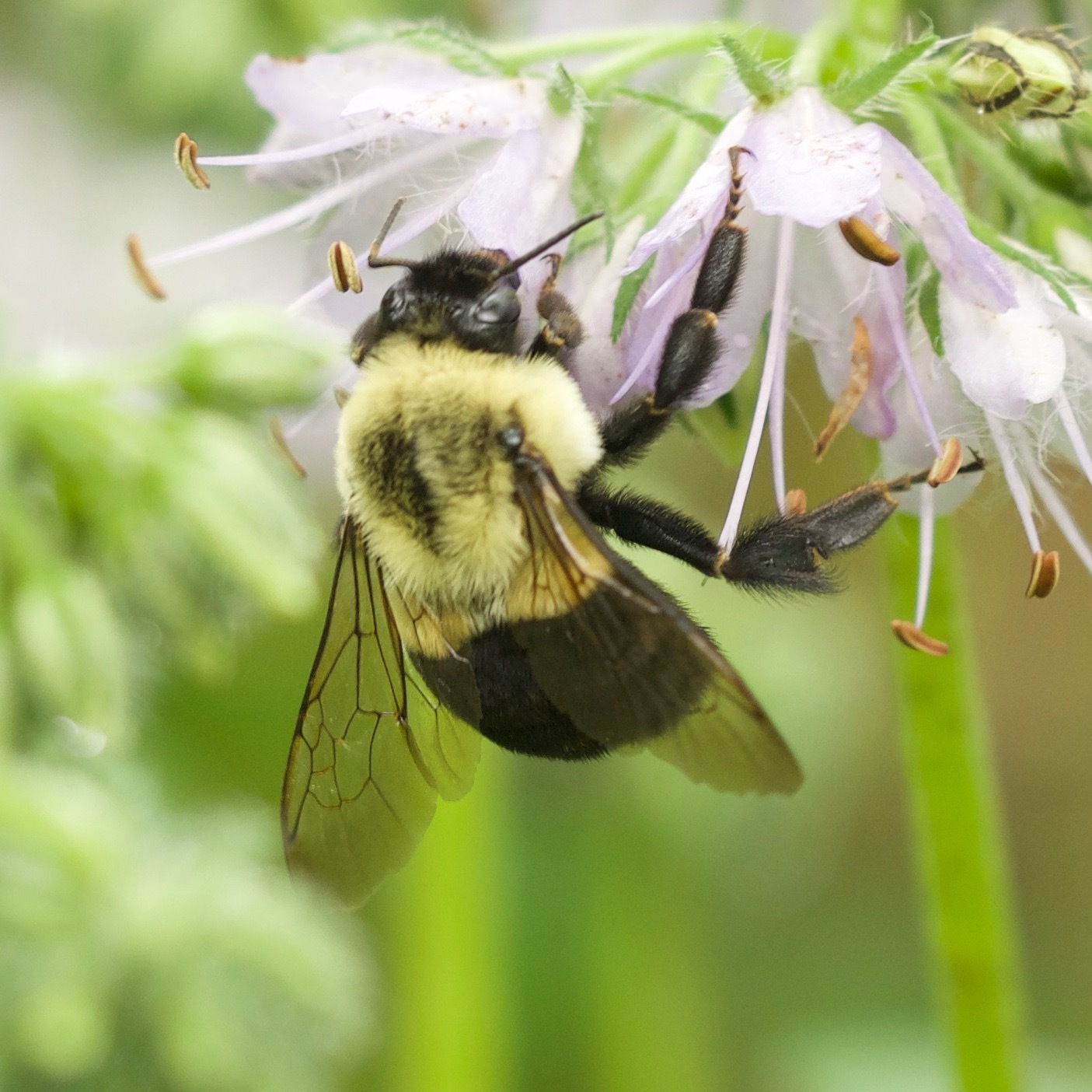 A hairy, yellow and black bumblebee hangs upside down from the pale purple petals of a Virginia waterleaf plant. Its wings are transparent gray and it has segmented legs.