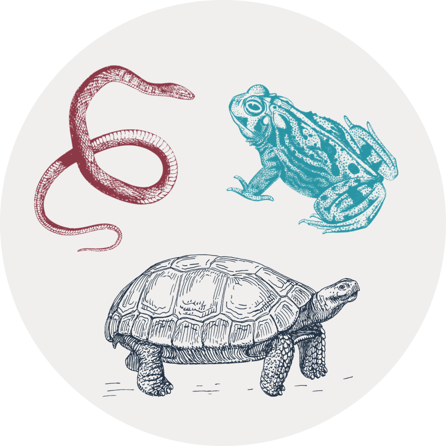 Gray circular icon with illustrations of a snake, a turtle, and a toad