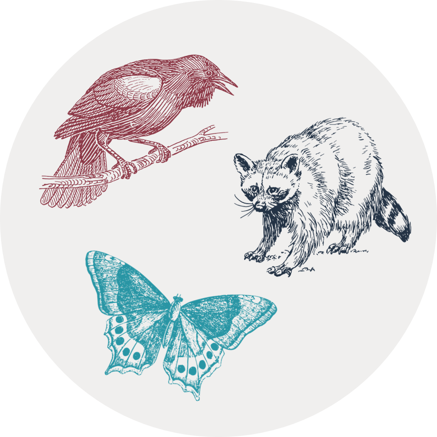 Gray circular icon with illustrations of a bird, a raccoon, and a butterfly