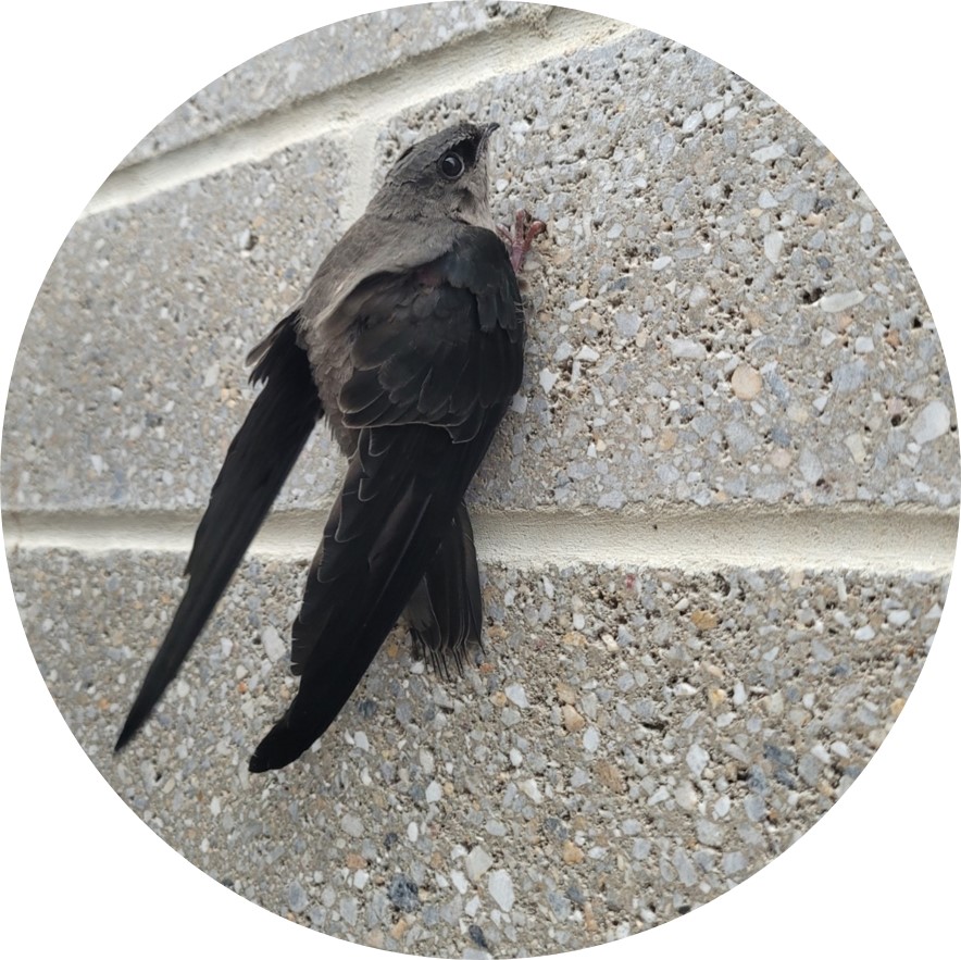 A chimney swift clinging to a vertical wall. The bird has long pointy wings and its feathers are dark gray and black. 