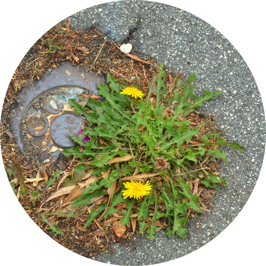 Common dandelion growing where there are gaps in the pavement. It has green leaves and two yellow flowers.