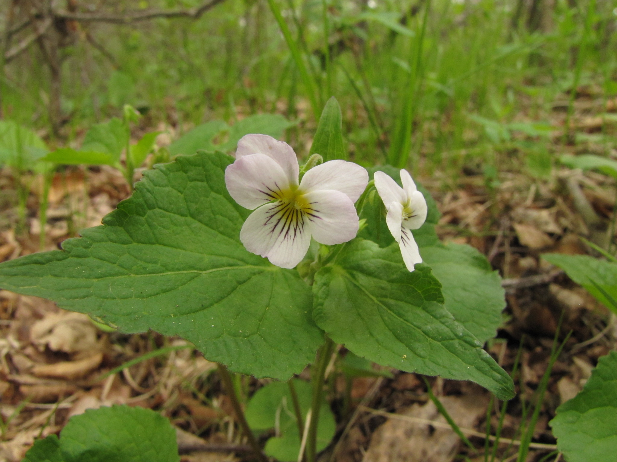 A Canada white violet plant on the forest floor. It has large green leaves and small white flowers with five petals each.