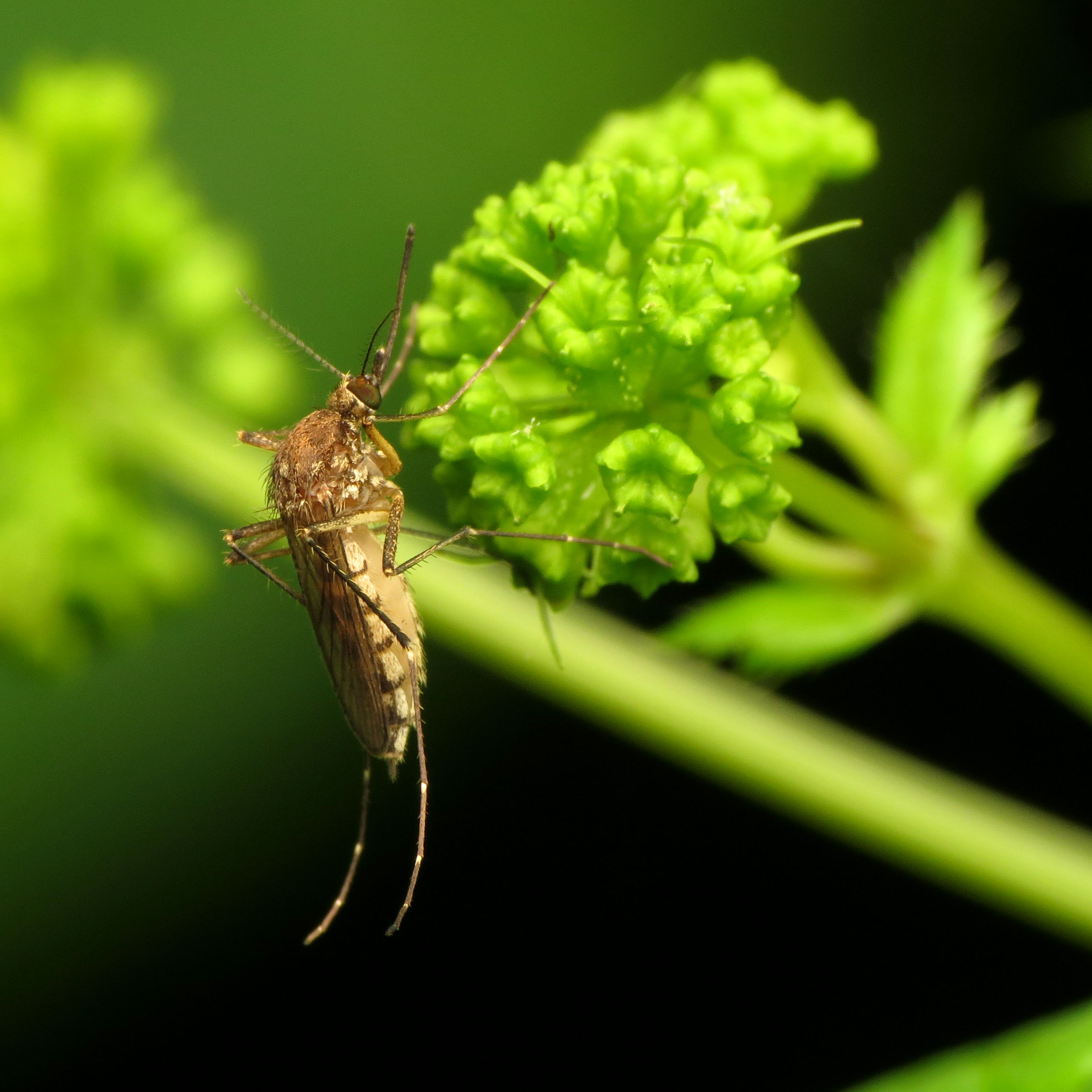 A mosquito on a cluster of green flowers. The mosquito has fuzzy upper parts, a long mouthpart, and six long, spindly, angular legs.