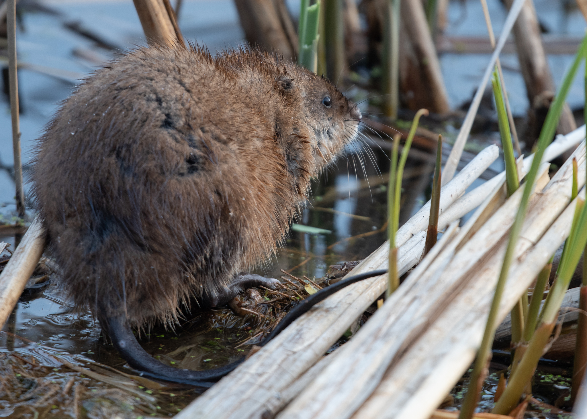 A brown, furry muskrat stands at the water's edge.