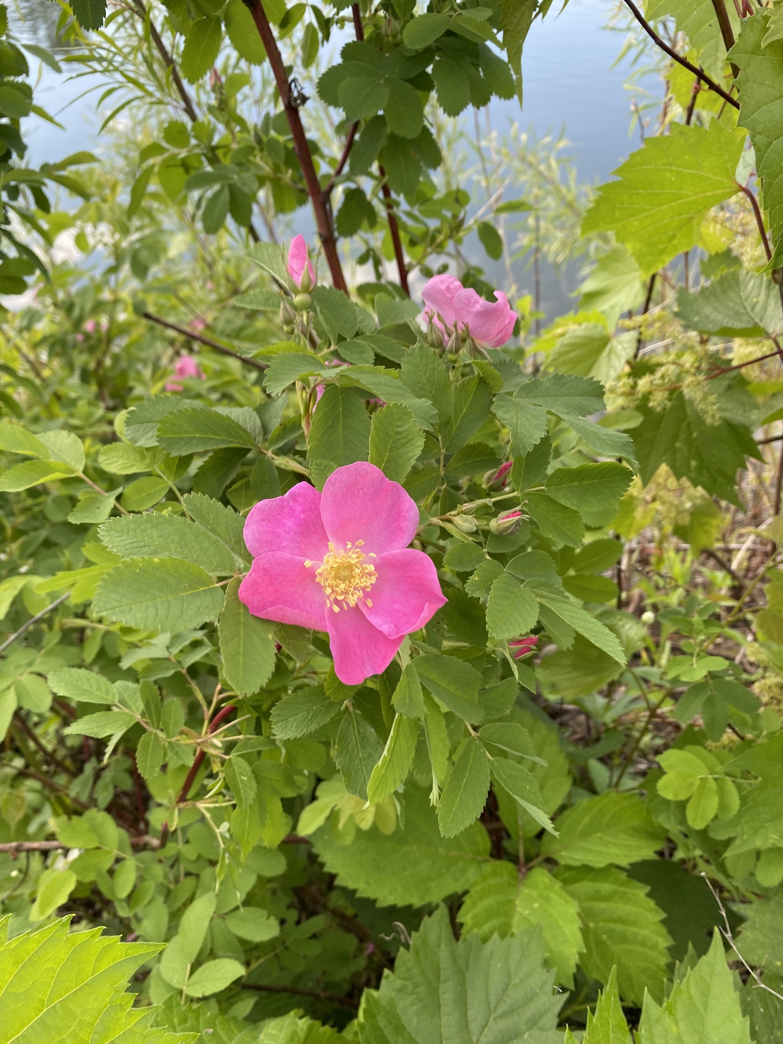 Rose flower with five bright pink petals and a yellow center. The photo captures vegetation of the understory, where the prairie rose grows.