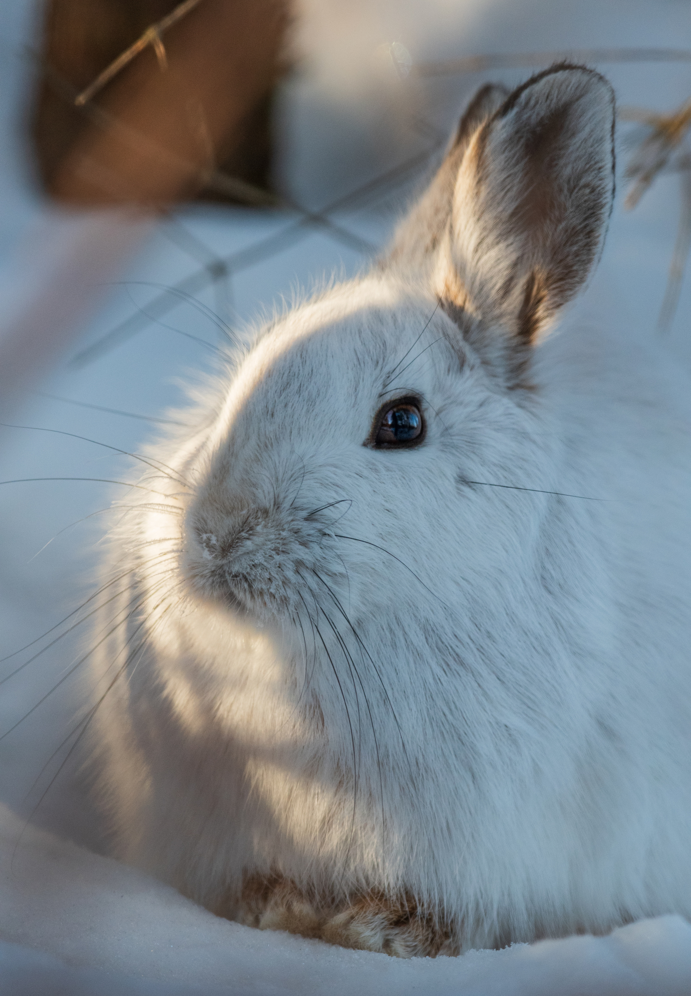 Close-up photo of a snowshoe hare at rest. Its body is covered in white hair and its long ears have black edging.
