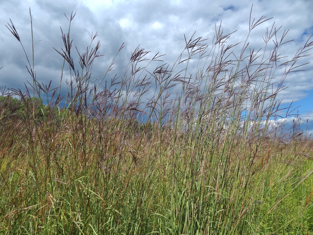 A clump of big bluestem is growing in a grassland setting. Its seed heads are silhouetted against a partly cloudy sky.