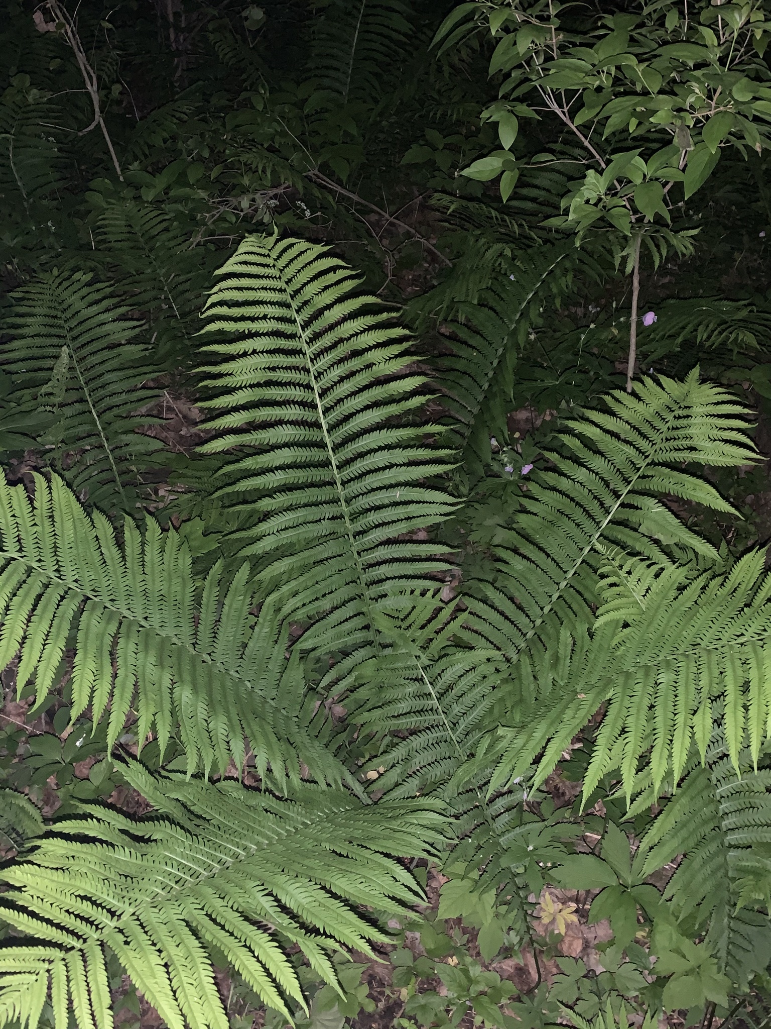 A large ostrich fern plant grows on the forest floor. It has five large, compound leaves that emerge from the ground at a shared point.