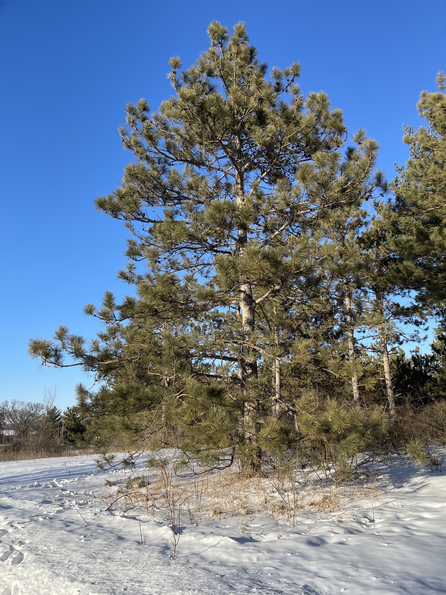 A sunlit scene with a large red pine tree. There is snow on the ground and a brilliant blue sky.