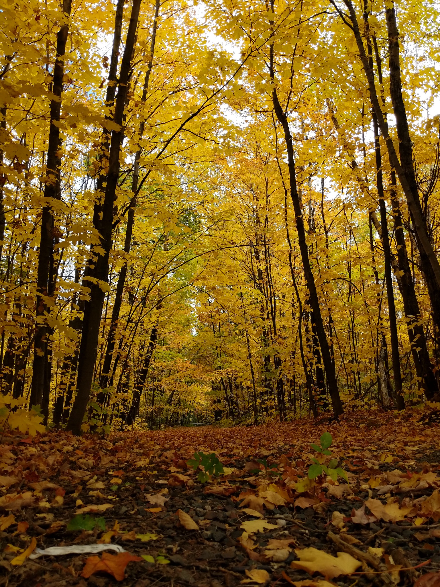 An autumn forest scene, looking down a path with scattered fall leaves. Overhead, a golden yellow canopy of sugar maple leaves contrasts against nearly black, straight tree trunks.