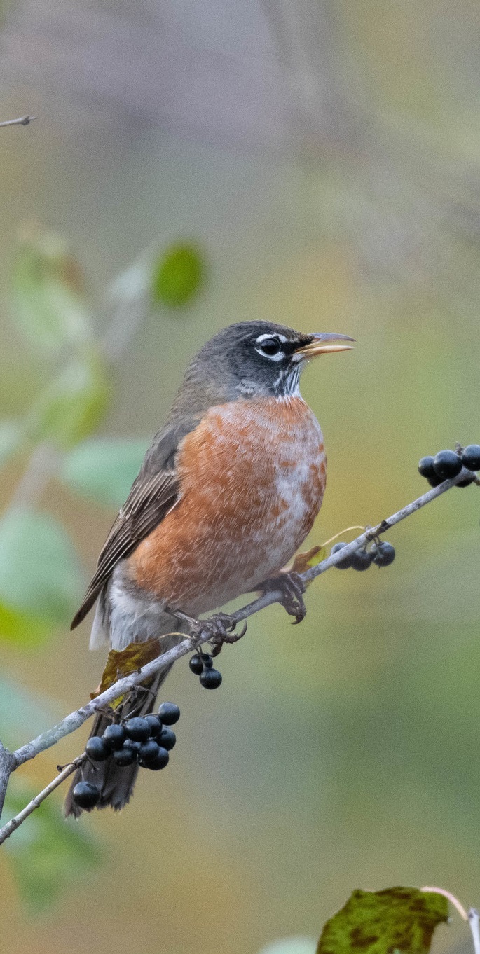 One American robin is perched on a buckthorn twig. The robin has an incomplete white eye ring against a dark face with a yellow bill and an orange breast.