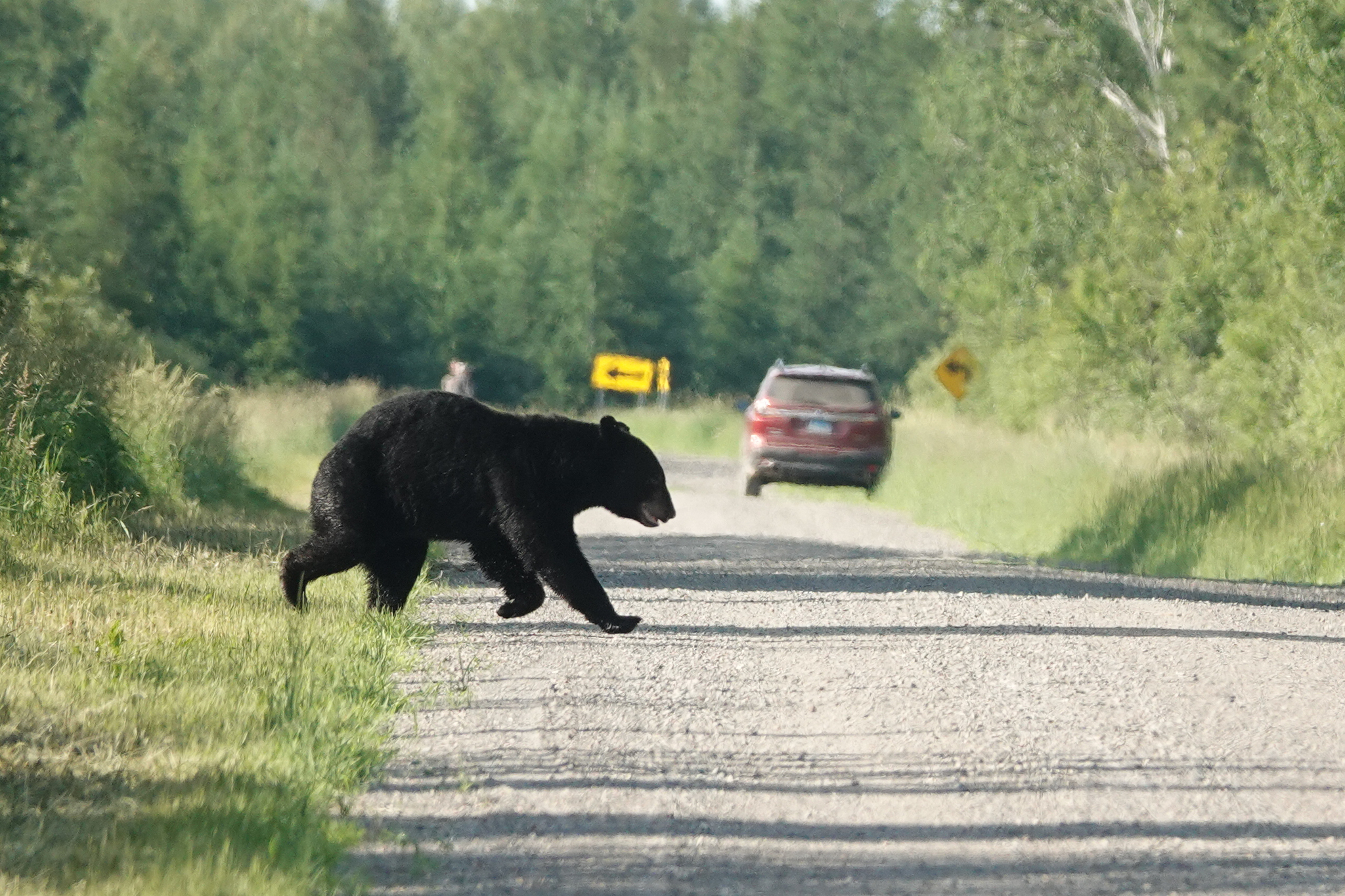 A black bear crosses a gravel road. The scene is a forested environment with a strip of open area created by the road. A car and road signs are in the distance.