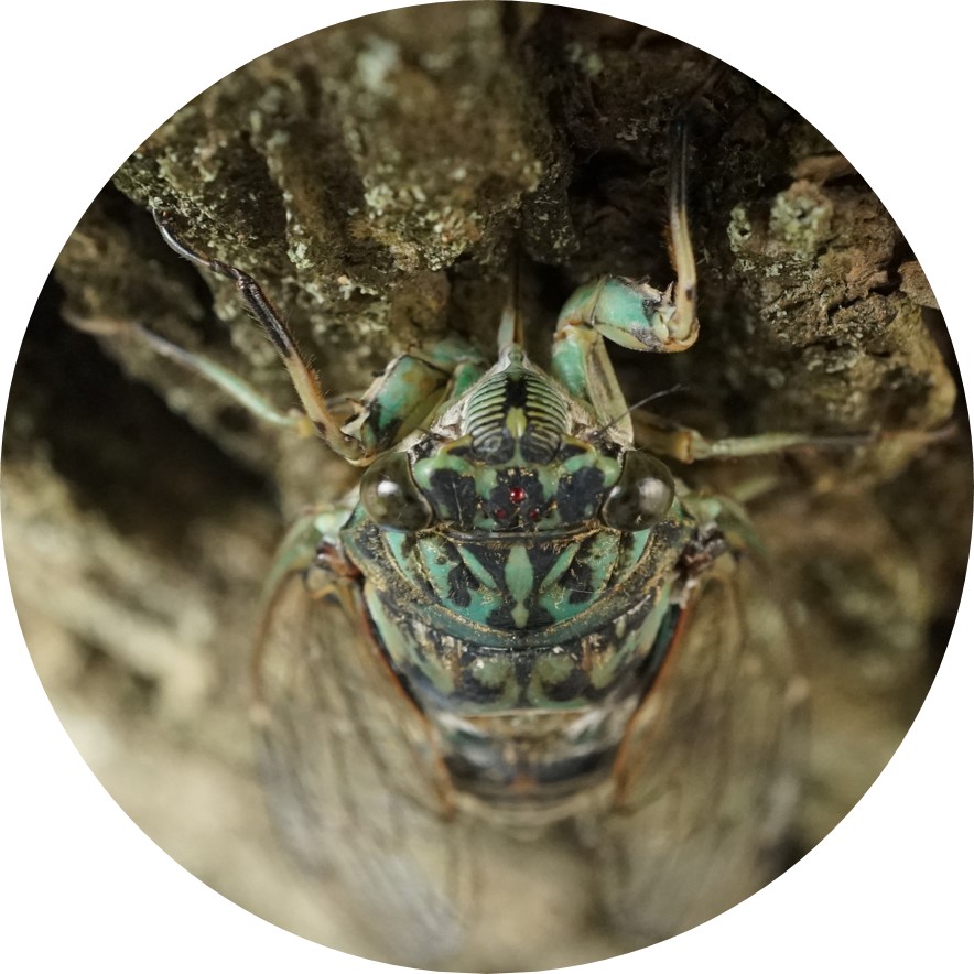 Close-up image of a cicada's head. It is patterned with black and turquise colors.