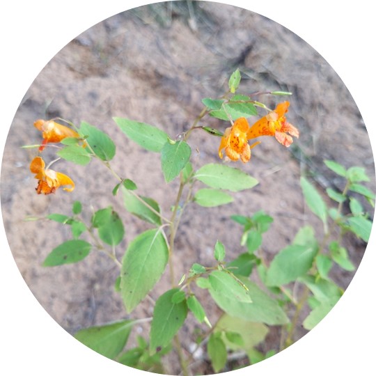 Four trumpet-shaped blossoms are bright orange in color.