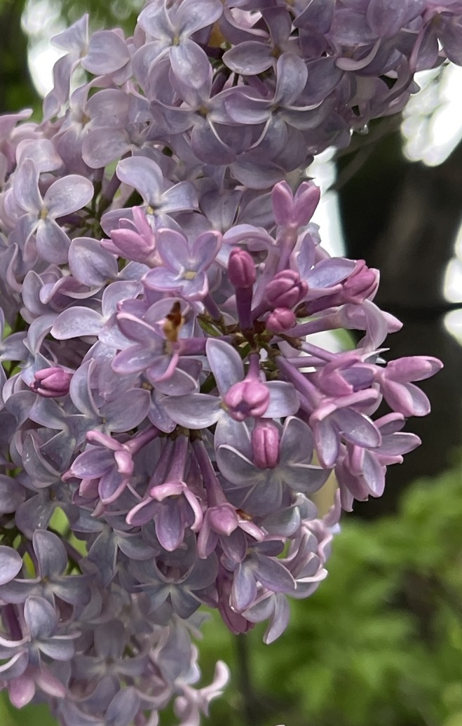 This cluster of lilac blossoms displays a range of lavender colors. A few buds are closed. Most of the flowers are open and have four petals spread apart.