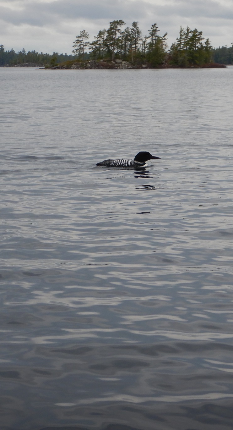 A common loon swims on a large lake. An overcast sky and an island with pine trees are in the background. 