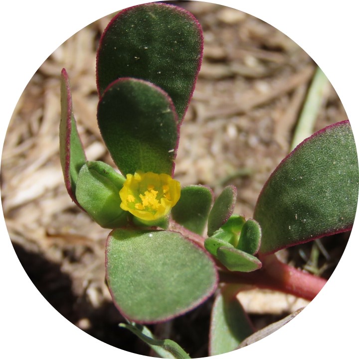 A tiny yellow flower opens between oval-shaped, succulent leaves.