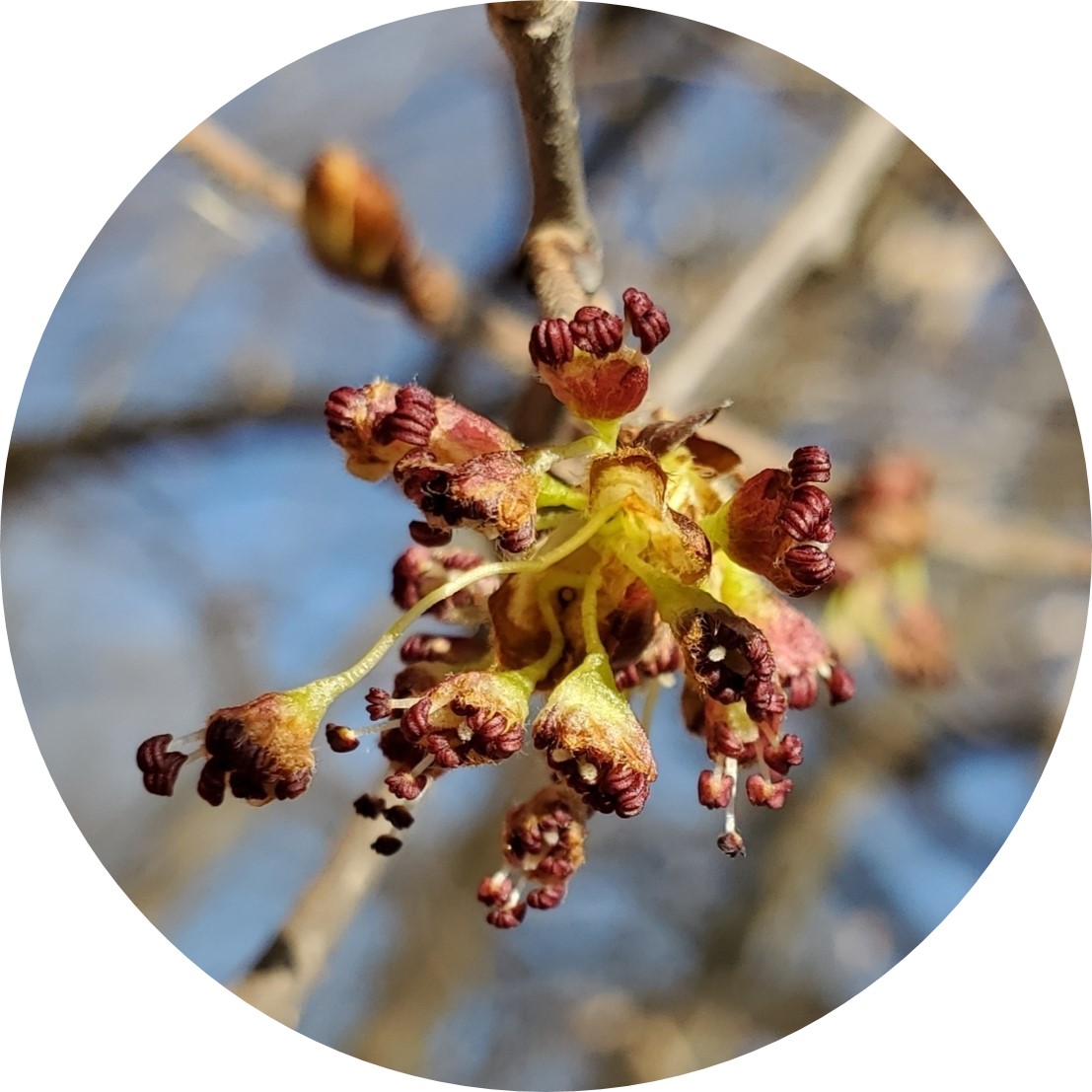 A tiny elm flower at the tip of a twig. It is yellow-green near the center and has dark red structures that extend in many directions from the center.