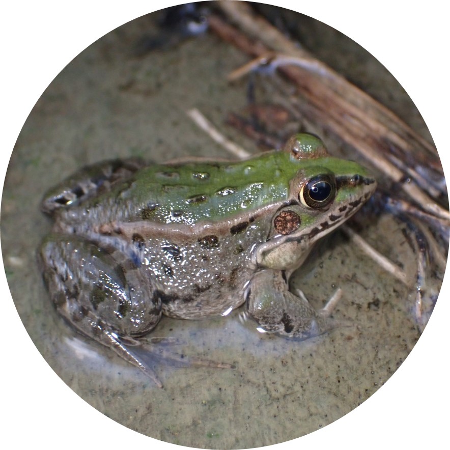 A green and gray frog sitting in shallow water. It has large black eyes.