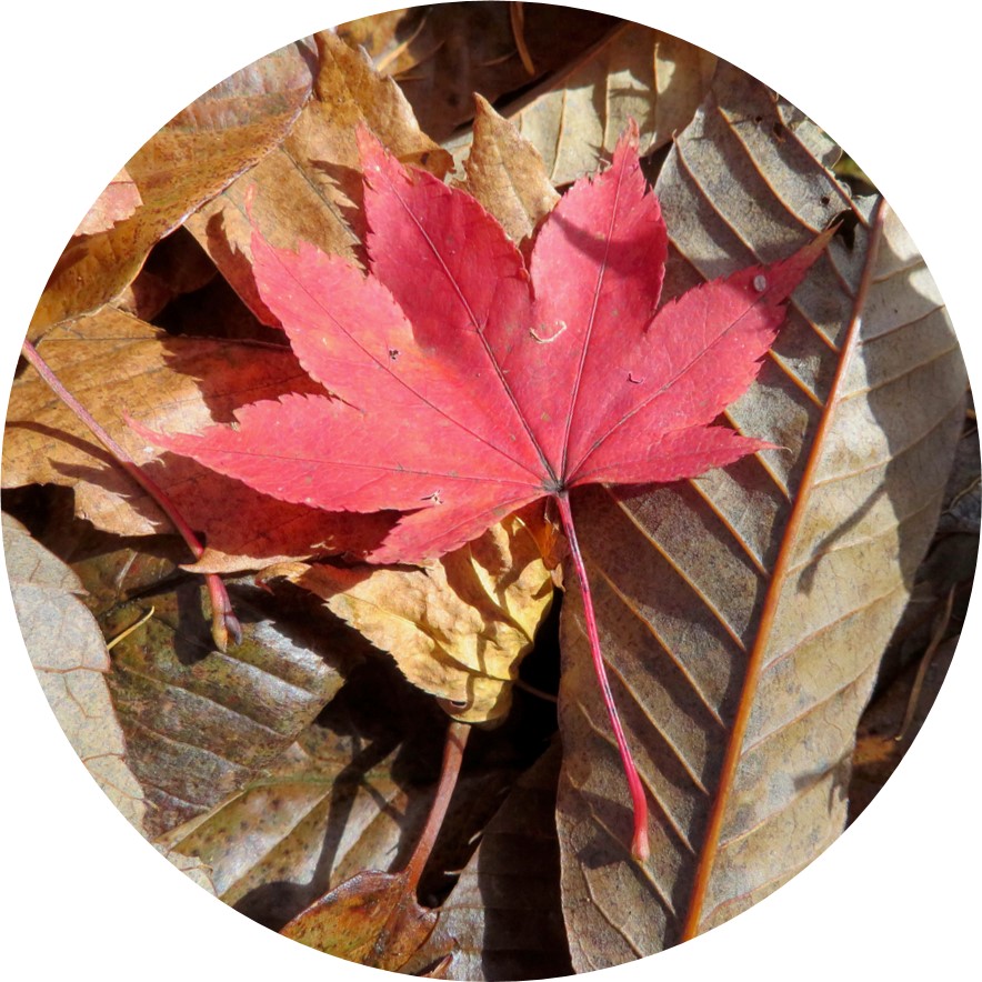 A brilliant red leaf against brown leaves. The red maple leaf has seven pointed lobes.