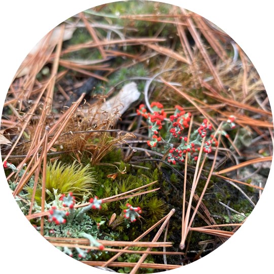 Forest floor with lichens that are pale green and brilliant red. Mosses, pine needles, and other vegetation are also here.