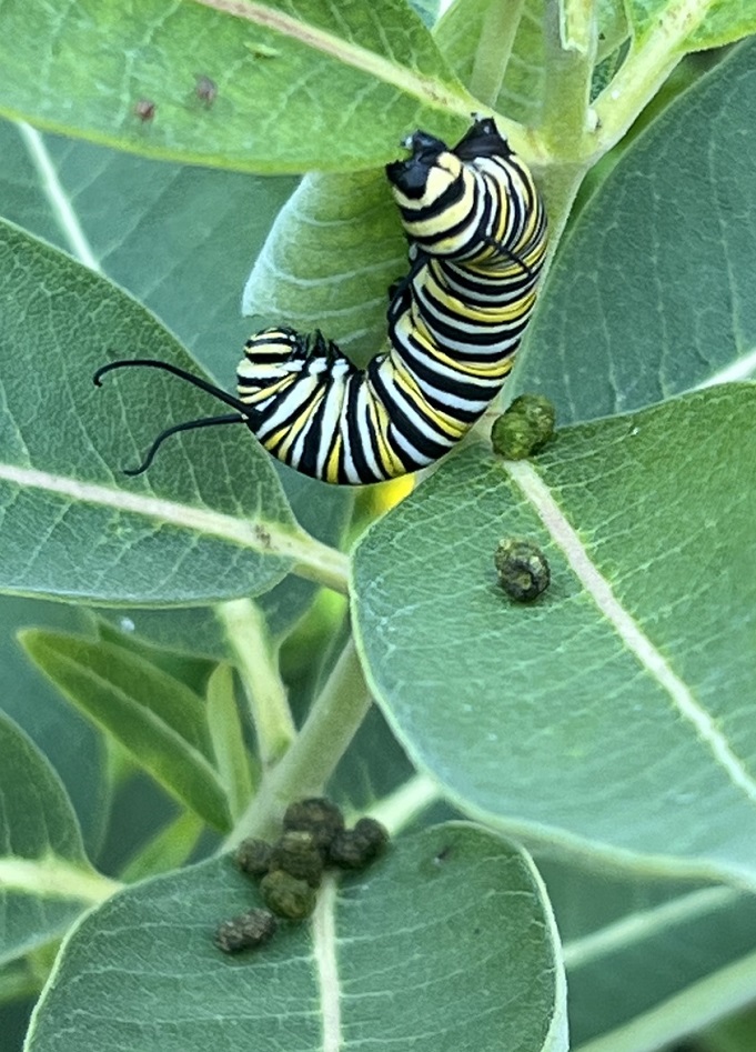 A large monarch caterpillar is on a milkweed plant. Its body is striped with black, white, and yellow.