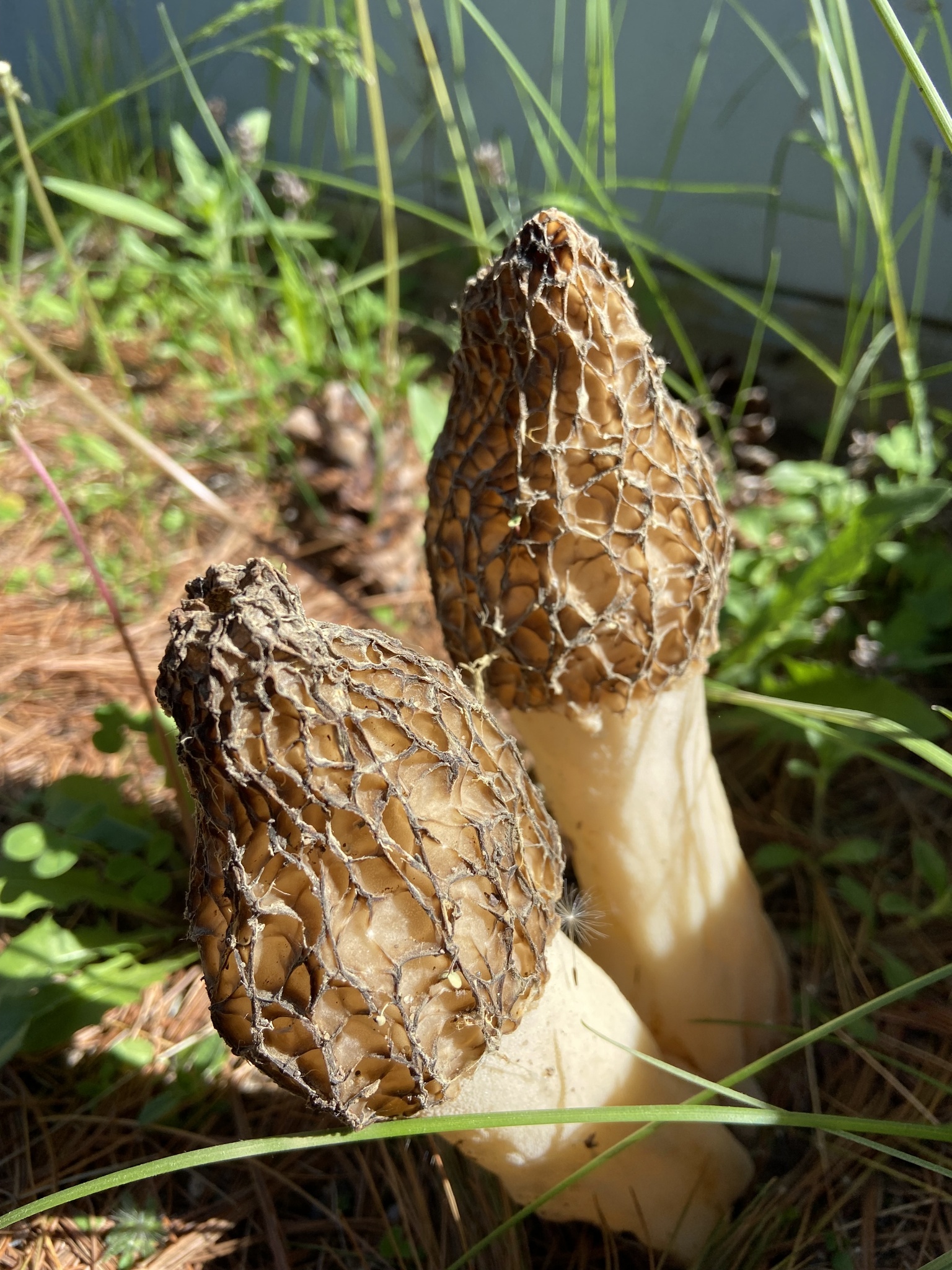 Two morel mushrooms are in sunlight. They have pale tan stalks and brown tops that are highly textured.