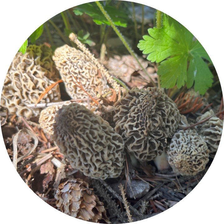 A cluster of about six morel mushrooms growing on a forest floor with dappled light.