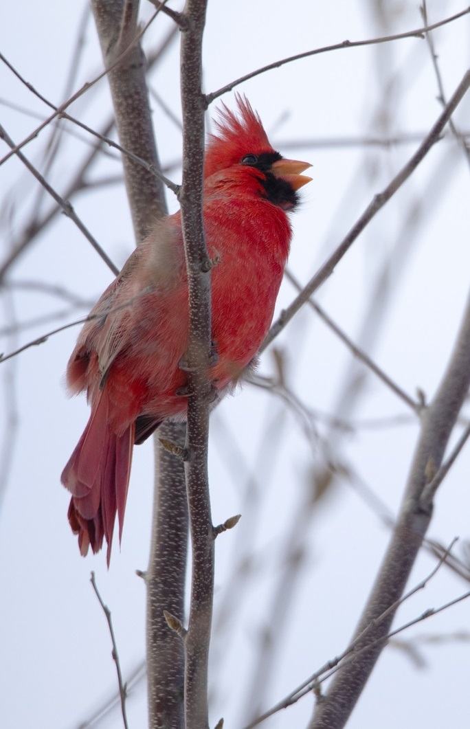 A bright red cardinal is singing in a leafless shrub. It has a black mask around its orange bill.