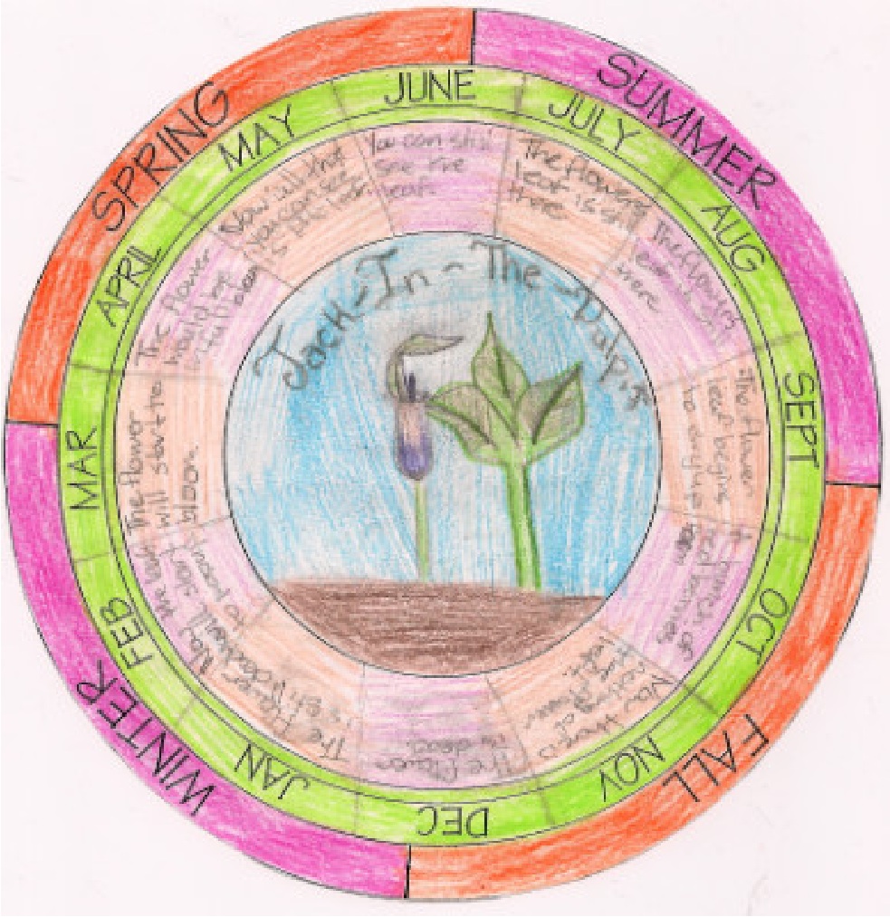 A colorful circle with an illustration of a plant in the center. Around the circle's perimeter are divisions into four seasons and twelve months.